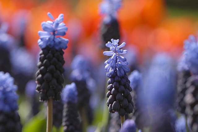 Muscari Latifolium, Grape Hyacinth, Broad-leaved Grape Hyacinth, Spring Bulbs, Spring Flowers, Blue Muscari, Mid spring bulbs, Late spring bulbs